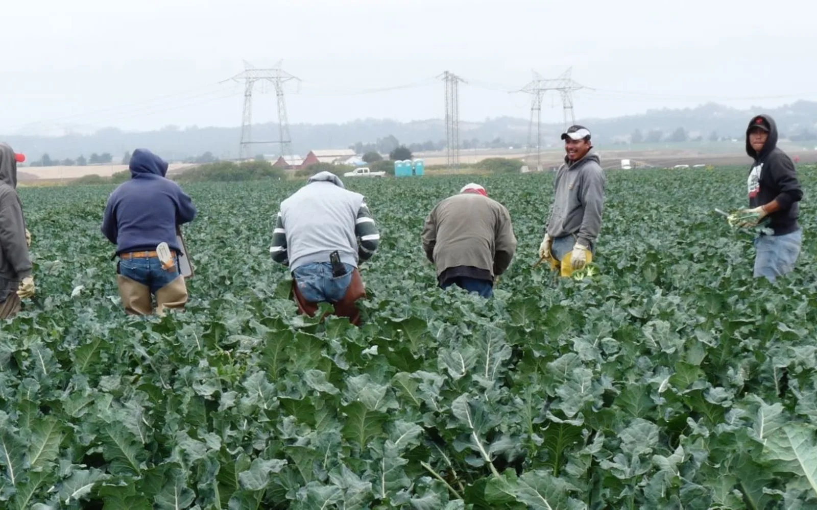 Farm workers harvesting fresh cauliflower in the Salinas Valley agricultural region of California